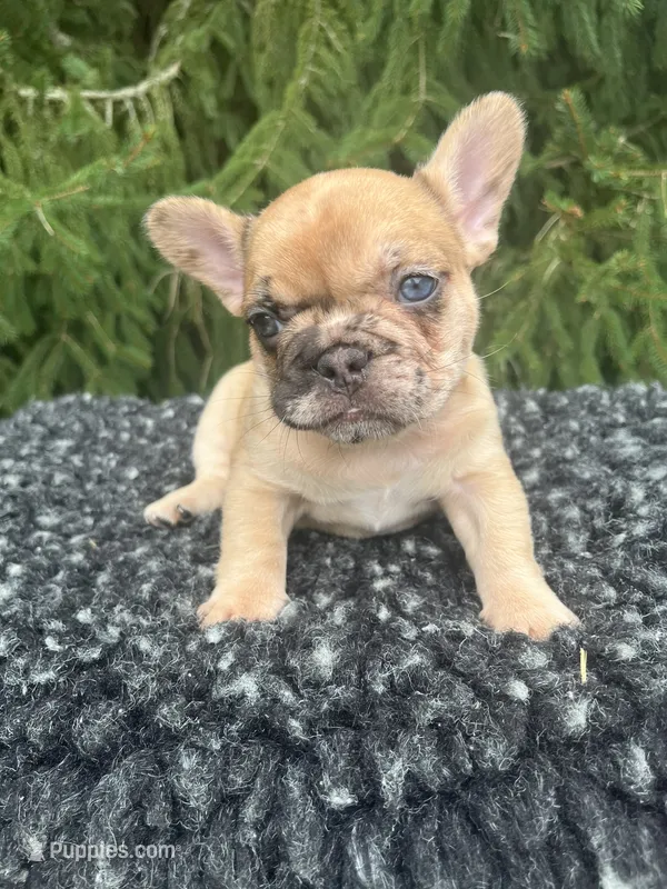 Willow – French Bulldog puppy for sale in Shipshewana, IN