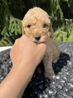 Charley, a male Miniature Goldendoodle for sale in Shipshewana, IN – 2 of 6