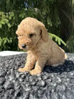 Charley, a male Miniature Goldendoodle for sale in Shipshewana, IN – 6 of 6