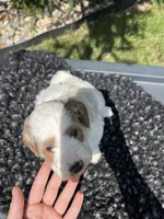 Kobe, a male Miniature Goldendoodle for sale in Shipshewana, IN – 4 of 4