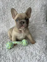 Max, a male French Bulldog for sale in Shipshewana, IN – Photo 1 of 4