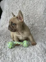 Max, a male French Bulldog for sale in Shipshewana, IN – Photo 3 of 4