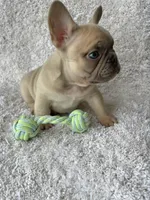 Max, a male French Bulldog for sale in Shipshewana, IN – Photo 2 of 4