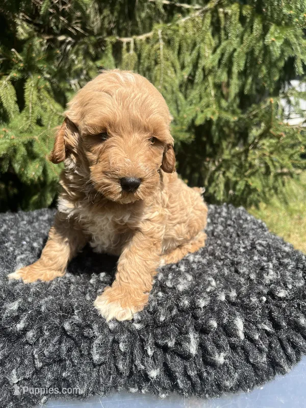 Ollie – Miniature Goldendoodle puppy for sale in Shipshewana, IN
