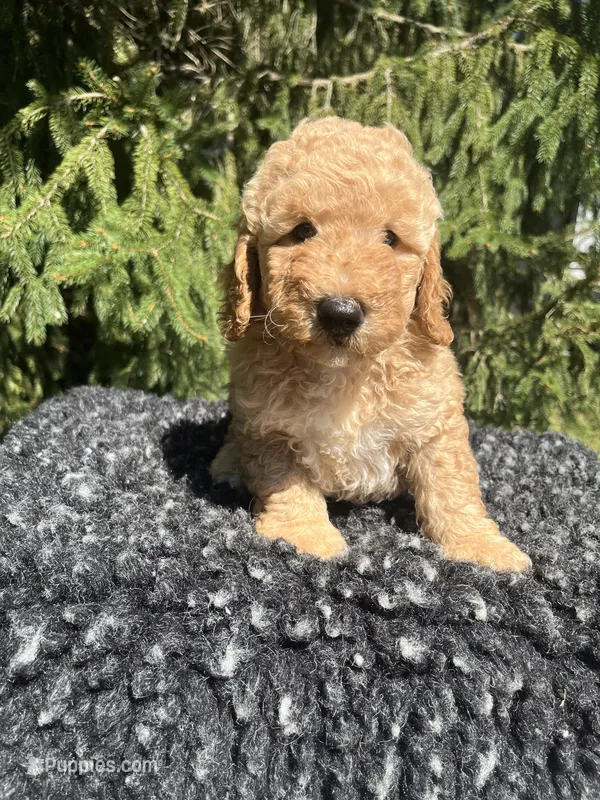 Charley – Miniature Goldendoodle puppy for sale in Shipshewana, IN