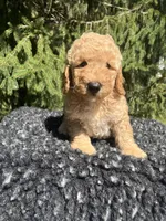 Charley, a male Miniature Goldendoodle for sale in Shipshewana, IN – 1 of 1