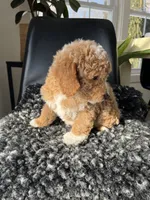 Ophelia, a female Miniature Goldendoodle for sale in Shipshewana, IN – Photo 5 of 6