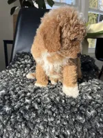 Ophelia, a female Miniature Goldendoodle for sale in Shipshewana, IN – Photo 2 of 6