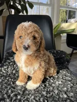 Ophelia, a female Miniature Goldendoodle for sale in Shipshewana, IN – Photo 6 of 6