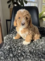 Ophelia, a female Miniature Goldendoodle for sale in Shipshewana, IN – Photo 3 of 6