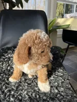 Ophelia, a female Miniature Goldendoodle for sale in Shipshewana, IN – Photo 4 of 6