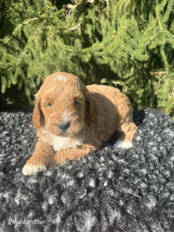 Sofie – Miniature Goldendoodle puppy for sale in Shipshewana, IN
