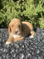 Sofie, a female Miniature Goldendoodle for sale in Shipshewana, IN – 1 of 4