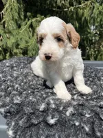 Kobe, a male Miniature Goldendoodle for sale in Shipshewana, IN – 3 of 4