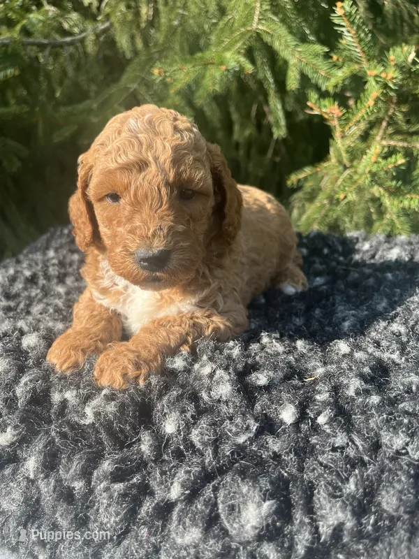 Ivy – Miniature Goldendoodle puppy for sale in Shipshewana, IN