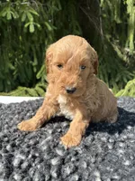 Cooper, a male Miniature Goldendoodle for sale in Shipshewana, IN – 5 of 5