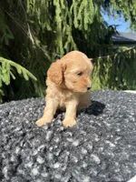 Daisy, a female Miniature Goldendoodle for sale in Shipshewana, IN – 4 of 6