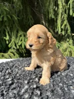Daisy, a female Miniature Goldendoodle for sale in Shipshewana, IN – 5 of 6