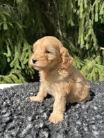 Daisy, a female Miniature Goldendoodle for sale in Shipshewana, IN – 6 of 6