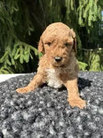 Luka, a male Miniature Goldendoodle for sale in Shipshewana, IN – 4 of 5