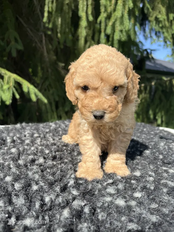 Charley – Miniature Goldendoodle puppy for sale in Shipshewana, IN
