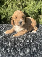Sofie, a female Miniature Goldendoodle for sale in Shipshewana, IN – 4 of 4