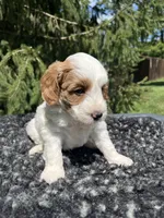 Koda, a male Miniature Goldendoodle for sale in Shipshewana, IN – 6 of 6