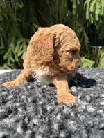 Luka, a male Miniature Goldendoodle for sale in Shipshewana, IN – 5 of 5