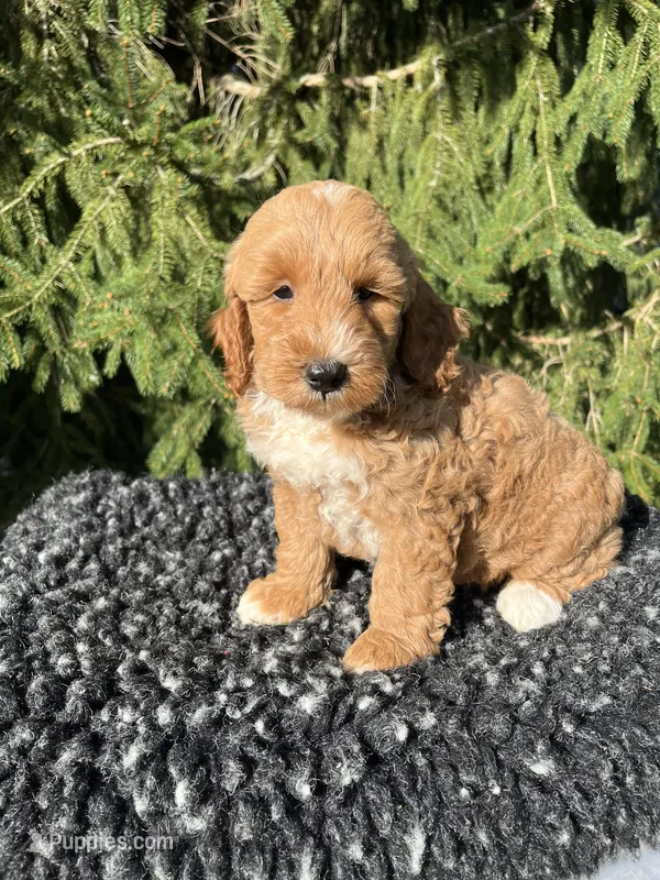 Sofie – Miniature Goldendoodle puppy for sale in Shipshewana, IN