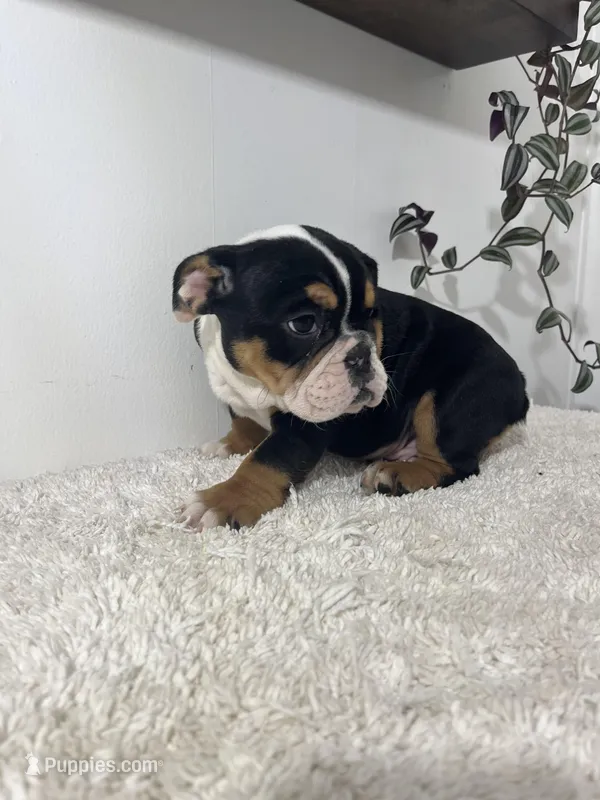 Hank – English Bulldog puppy for sale in Shipshewana, IN