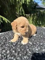 Bella, a female Miniature Goldendoodle for sale in Shipshewana, IN – 6 of 6