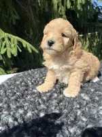Bella, a female Miniature Goldendoodle for sale in Shipshewana, IN – 4 of 6