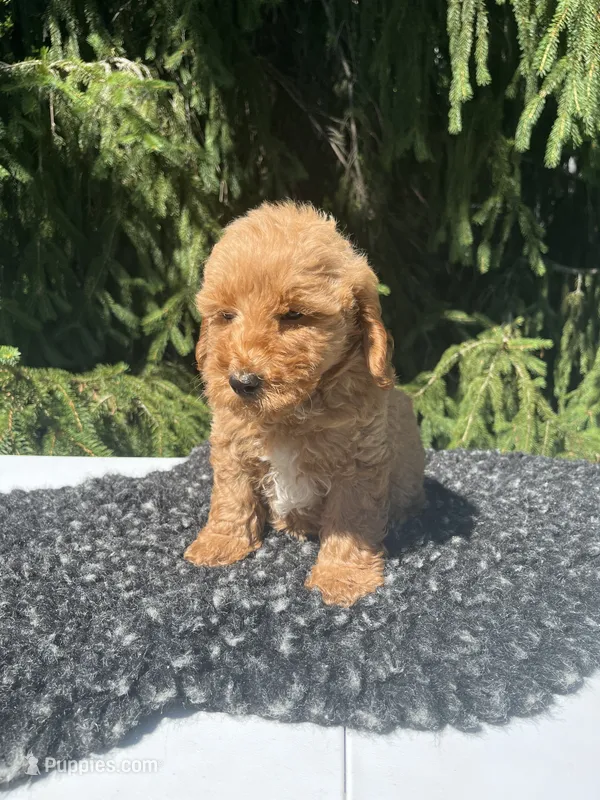 Cooper – Miniature Goldendoodle puppy for sale in Shipshewana, IN