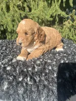 Sofie, a female Miniature Goldendoodle for sale in Shipshewana, IN – 2 of 4