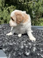 Kobe, a male Miniature Goldendoodle for sale in Shipshewana, IN – 2 of 4