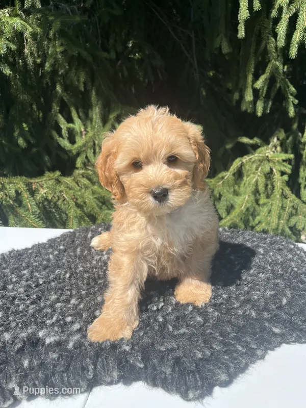 Luka – Miniature Goldendoodle puppy for sale in Shipshewana, IN