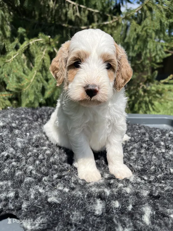Kobe – Miniature Goldendoodle puppy for sale in Shipshewana, IN