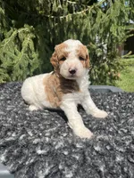 Russel, a male Miniature Goldendoodle for sale in Shipshewana, IN – 3 of 3
