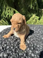 Luka, a male Miniature Goldendoodle for sale in Shipshewana, IN – 2 of 5