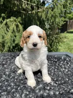 Koda, a male Miniature Goldendoodle for sale in Shipshewana, IN – 1 of 6