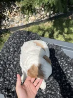 Koda, a male Miniature Goldendoodle for sale in Shipshewana, IN – 4 of 6