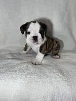 processed/43cb6a53-c776-4302-99dd-7b70c98a8c9e/listing/cb4f7c34-989e-46c1-9c85-ee7e5fe6e7b8/6173ffc2-9eda-4e94-b648-2fc41a2d1358