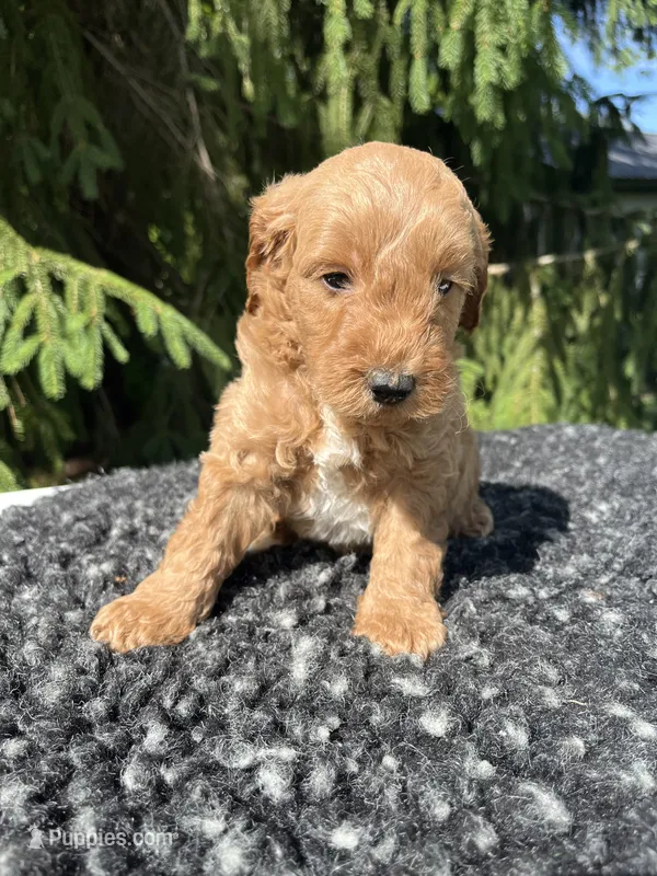 Cooper – Miniature Goldendoodle puppy for sale in Shipshewana, IN