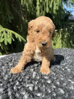 Cooper, a male Miniature Goldendoodle for sale in Shipshewana, IN – 1 of 5