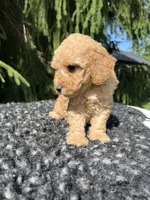 Charley, a male Miniature Goldendoodle for sale in Shipshewana, IN – 3 of 6