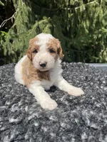 Russel, a male Miniature Goldendoodle for sale in Shipshewana, IN – 1 of 3