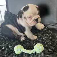 Zoey, a female English Bulldog for sale in Shipshewana, IN – Photo 3 of 4