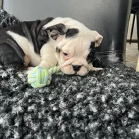 Zoey, a female English Bulldog for sale in Shipshewana, IN – Photo 4 of 4