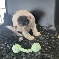 Zoey, a female English Bulldog for sale in Shipshewana, IN – Photo 1 of 4