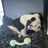 Zoey, a female English Bulldog for sale in Shipshewana, IN – Photo 2 of 4